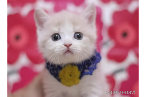 成約済の東京都のブリティッシュショートヘア-105731の1枚目